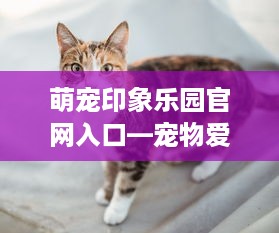 萌宠印象乐园官网入口—宠物爱好者的乐园之旅