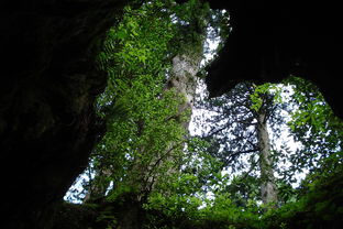 萌宠乐园十里湖山