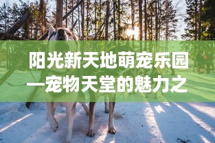 阳光新天地萌宠乐园—宠物天堂的魅力之旅