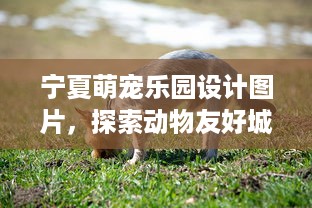 宁夏萌宠乐园设计图片，探索动物友好城市新篇章