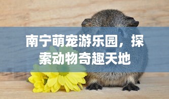 南宁萌宠游乐园，探索动物奇趣天地