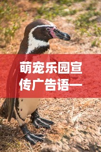 萌宠乐园宣传广告语—与萌宠共度欢乐时光