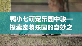 鸭小七萌宠乐园中骏—探索宠物乐园的奇妙之旅