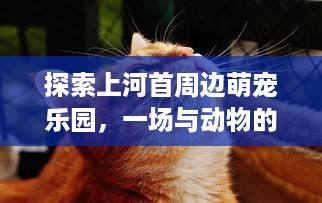 探索上河首周边萌宠乐园，一场与动物的亲密邂逅