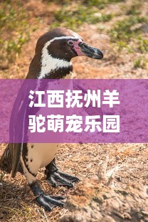 江西抚州羊驼萌宠乐园，探索与欢乐的奇妙世界