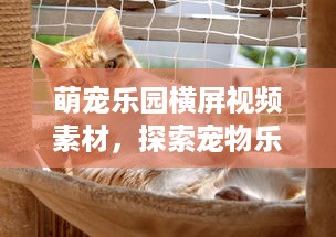 萌宠乐园横屏视频素材，探索宠物乐园的魅力与欢乐