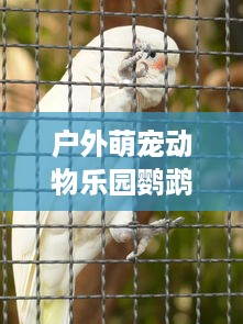 户外萌宠动物乐园鹦鹉图片与案例分享