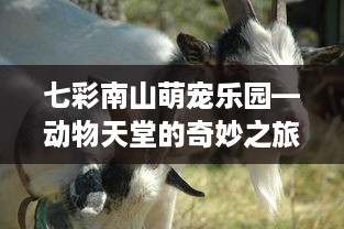 七彩南山萌宠乐园—动物天堂的奇妙之旅