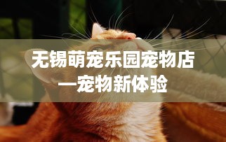 无锡萌宠乐园宠物店—宠物新体验