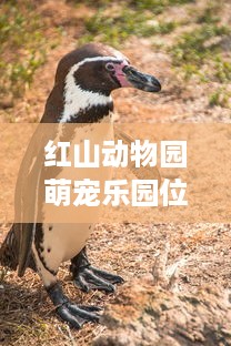 红山动物园萌宠乐园位置与游玩攻略