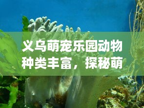 义乌萌宠乐园动物种类丰富，探秘萌宠乐园的奇妙世界