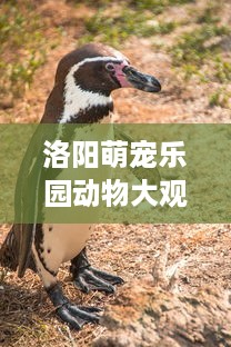 洛阳萌宠乐园动物大观