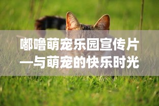 嘟噜萌宠乐园宣传片—与萌宠的快乐时光
