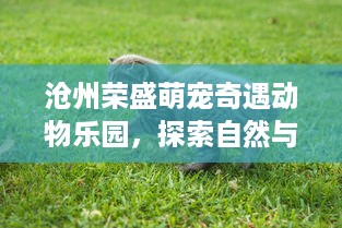 沧州荣盛萌宠奇遇动物乐园，探索自然与欢乐的完美结合
