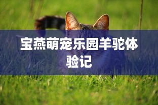宝燕萌宠乐园羊驼体验记