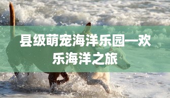 县级萌宠海洋乐园—欢乐海洋之旅