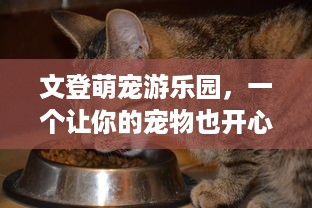 文登萌宠游乐园，一个让你的宠物也开心的地方