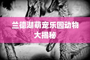 兰德湖萌宠乐园动物大揭秘