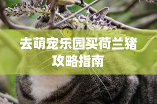 去萌宠乐园买荷兰猪攻略指南