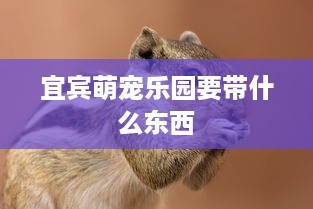 宜宾萌宠乐园要带什么东西
