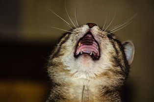 萌宠乐园摔打动物小猫的故事