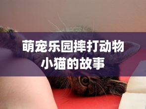 萌宠乐园摔打动物小猫的故事