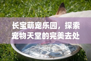 长宝萌宠乐园，探索宠物天堂的完美去处