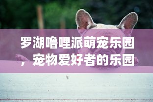 罗湖噜哩派萌宠乐园，宠物爱好者的乐园