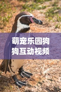 萌宠乐园狗狗互动视频下载，欢乐与挑战并存