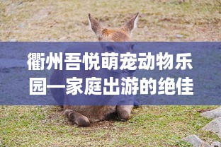 衢州吾悦萌宠动物乐园—家庭出游的绝佳选择