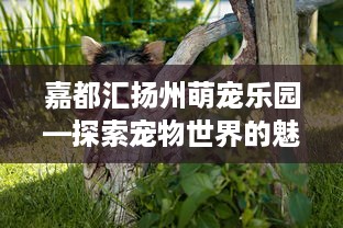嘉都汇扬州萌宠乐园—探索宠物世界的魅力