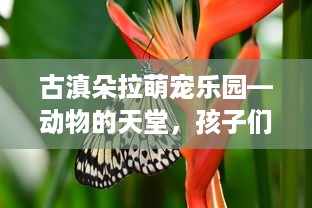 古滇朵拉萌宠乐园—动物的天堂，孩子们的梦想乐园
