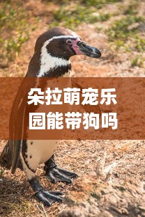 朵拉萌宠乐园能带狗吗