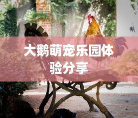 大鹅萌宠乐园体验分享