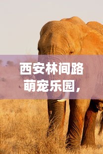 西安林间路萌宠乐园，探索自然与动物的奇妙之旅