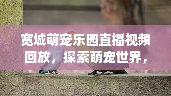 宽城萌宠乐园直播视频回放，探索萌宠世界，与爱同行