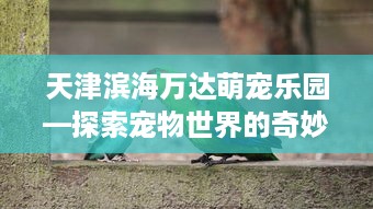 天津滨海万达萌宠乐园—探索宠物世界的奇妙之旅
