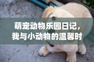 萌宠动物乐园日记，我与小动物的温馨时光