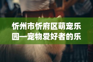 忻州市忻府区萌宠乐园—宠物爱好者的乐园