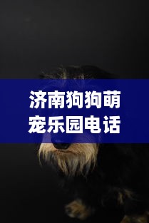 济南狗狗萌宠乐园电话地址及案例分享
