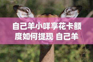 自己羊小咩享花卡额度如何提现 自己羊小咩享花卡额度如何轻松提现，攻略来了！