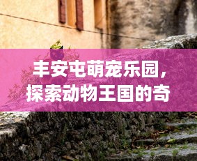 丰安屯萌宠乐园，探索动物王国的奇妙之旅