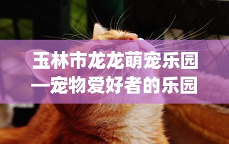 玉林市龙龙萌宠乐园—宠物爱好者的乐园