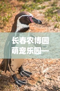 长春农博园萌宠乐园—与萌宠共度的欢乐时光
