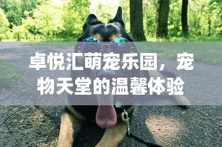 卓悦汇萌宠乐园，宠物天堂的温馨体验