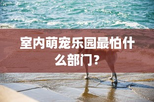 室内萌宠乐园最怕什么部门？