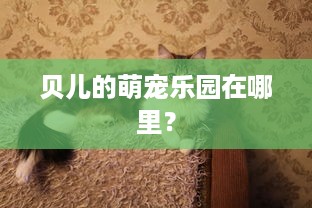 贝儿的萌宠乐园在哪里？