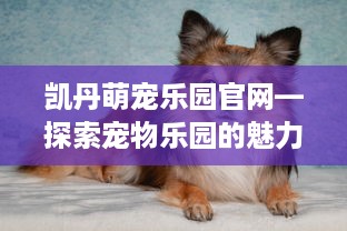 凯丹萌宠乐园官网—探索宠物乐园的魅力