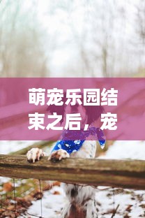 萌宠乐园结束之后，宠物皮肤的新篇章