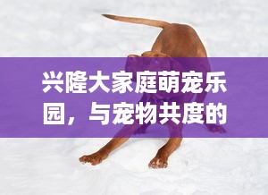 兴隆大家庭萌宠乐园，与宠物共度的欢乐时光